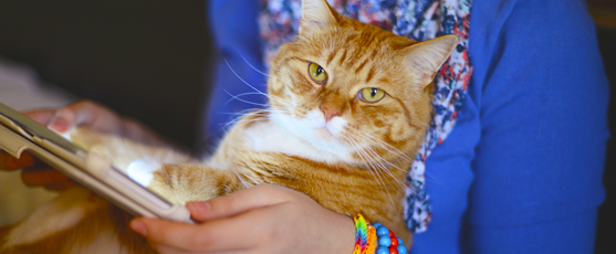 システム開発 / HP制作 / 企画